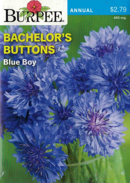 Bachelor Buttons, Boy Blue