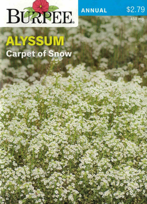 ALYSSUM-Carpet of Snow