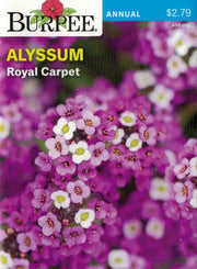 ALYSSUM-Royal Carpet