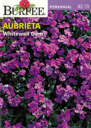 AUBRIETA-Whitewell Gem
