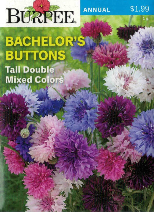 BACHELOR'S BUTTONS- Tall Double Mixed Colors
