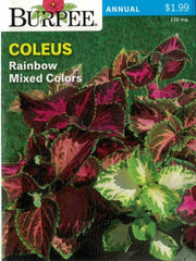 COLEUS- Rainbow Mixed Colors