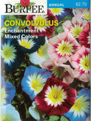 CONVOLVULUS- Enchantment Mixed Colors