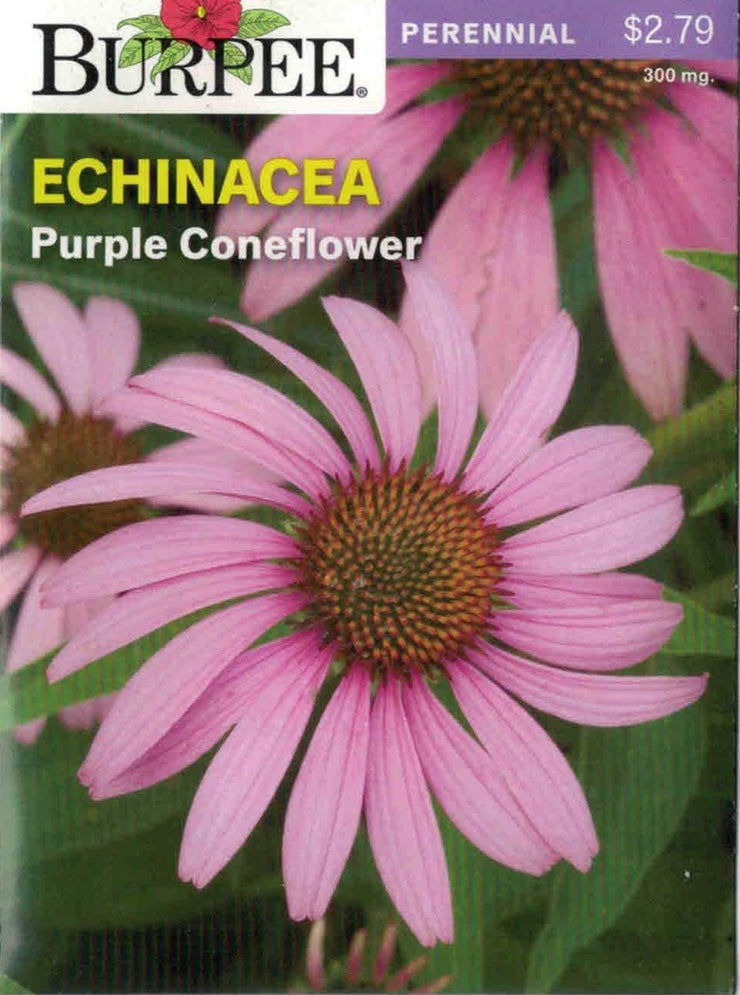 ECHINACEA- Purple Coneflower