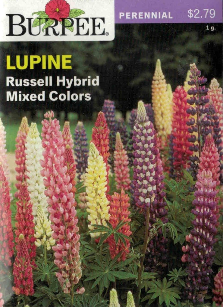 LUPINE- Russell Hybrid Mixed Colors