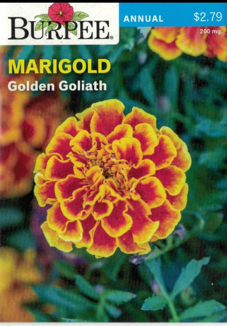 MARIGOLD- Golden Goliath