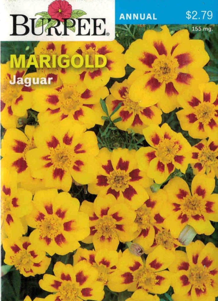 MARIGOLD- Jaguar
