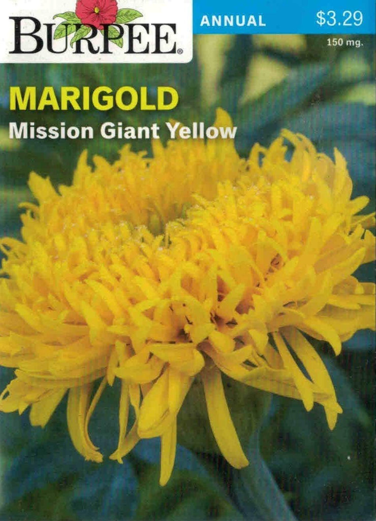 MARIGOLD- Mission Giant Yellow