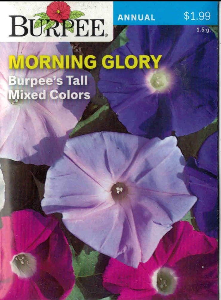 MORNING GLORY- Burpee's Tall Mixed Colors