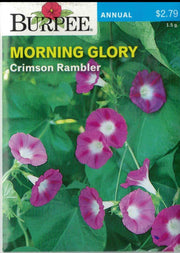 MORNING GLORY- Crimson Ramber