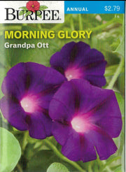 MORNING GLORY- Grandpa Ott