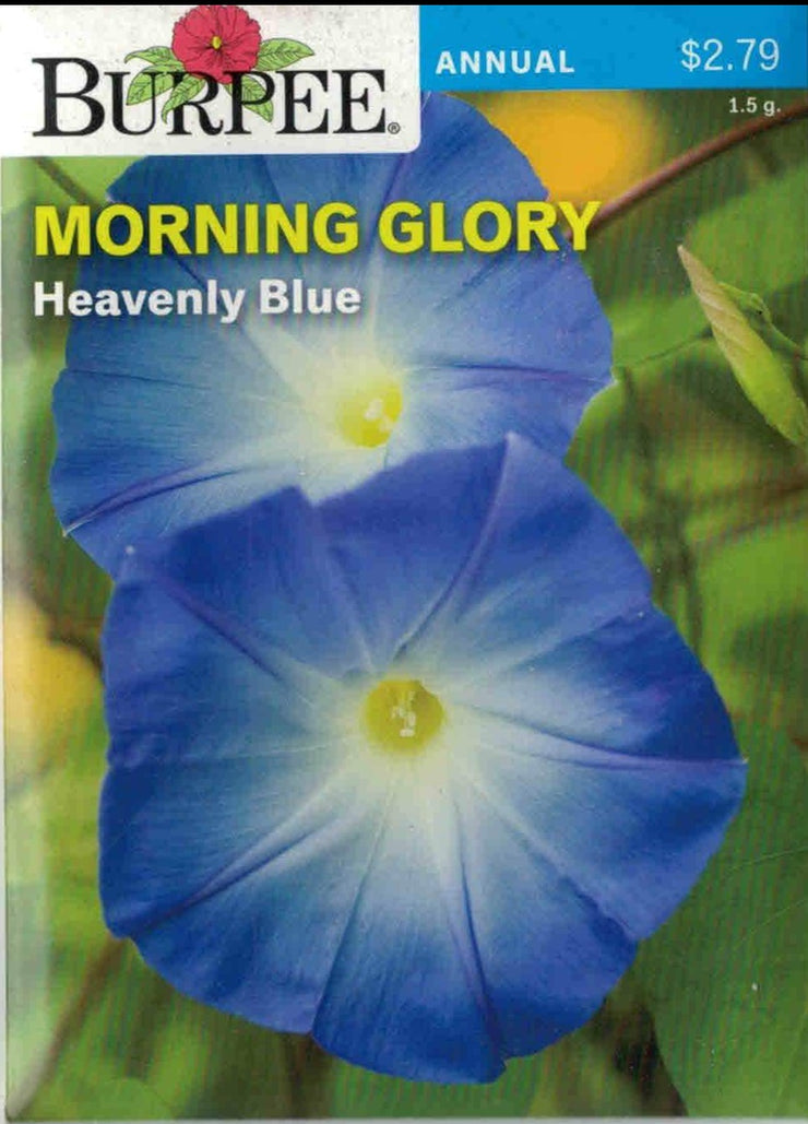 MORNING  GLORY- Heavenly Blue