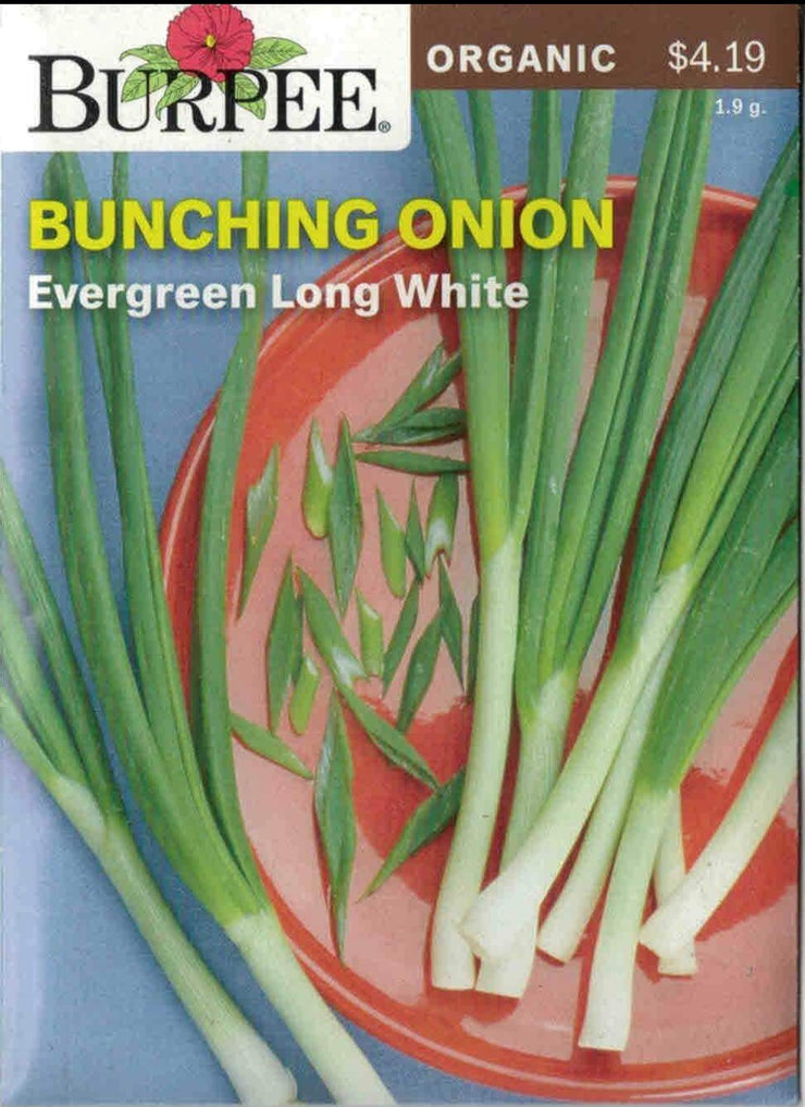 ORGANIC BUNCHING ONION- Evergreen Long White