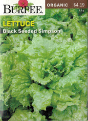 ORGANIC LETTUCE- Black Seeded Simpson