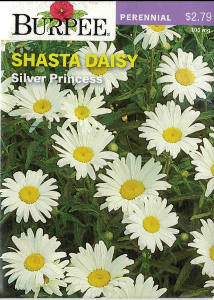 SHASTA DAISY- Silver Princess