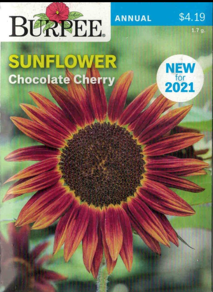 SUNFLOWER- Chocolate Cherry