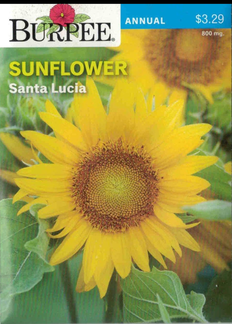 SUNFLOWER- Santa Lucia