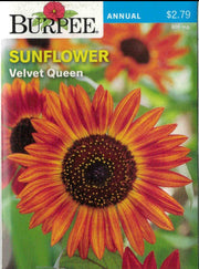 SUNFLOWER- Velvet Queen