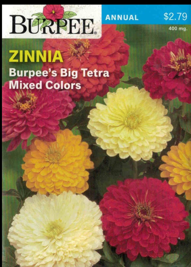 ZINNIA- Burpee's Big Tetra Mixed Colors