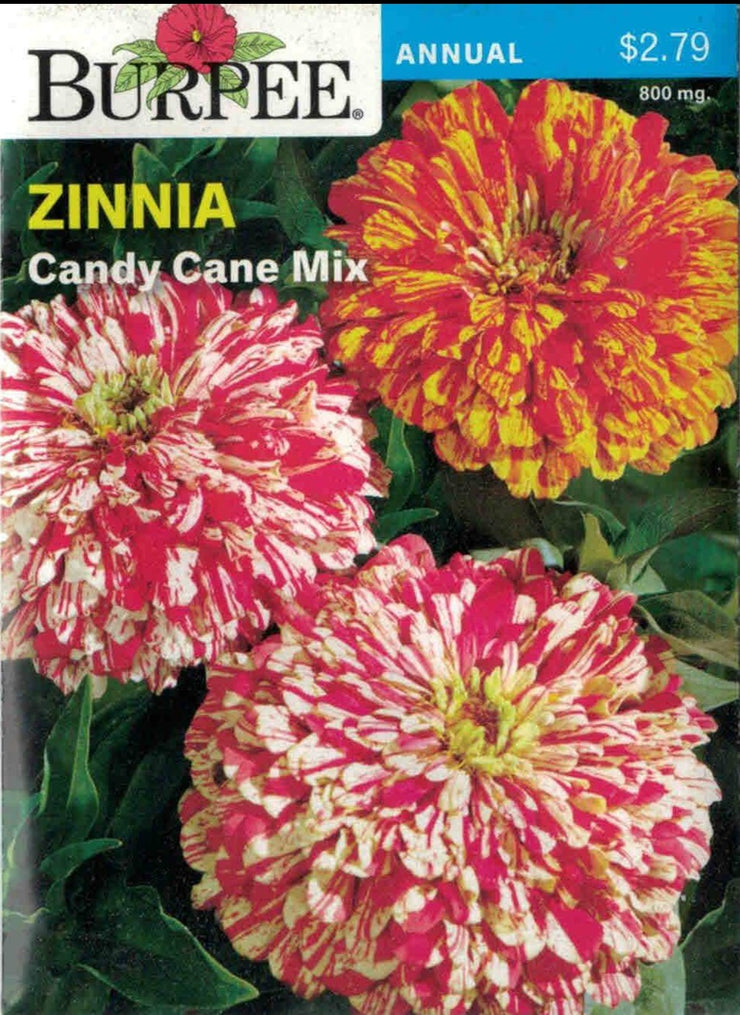 ZINNIA- Candy Cane Mix
